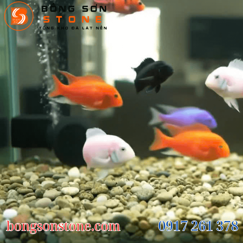 Đá sỏi trang trí hồ cá – Bí quyết tạo không gian sống động 2 Đá sỏi giúp ổn định môi trường nước cho cá