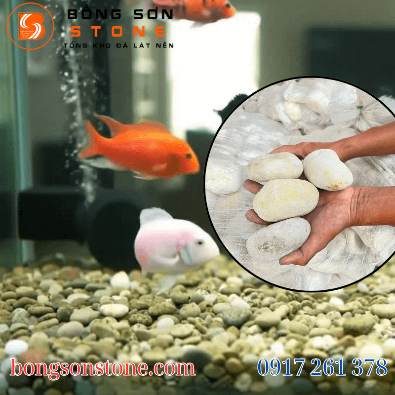 Đá sỏi trang trí hồ cá – Bí quyết tạo không gian sống động 3 Sỏi trắng trang trí hồ cá